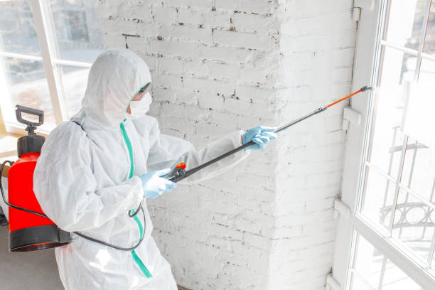 Best Black Mold Removal  in USA